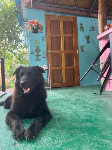 Koh Tao Hostel | Blue Coconut