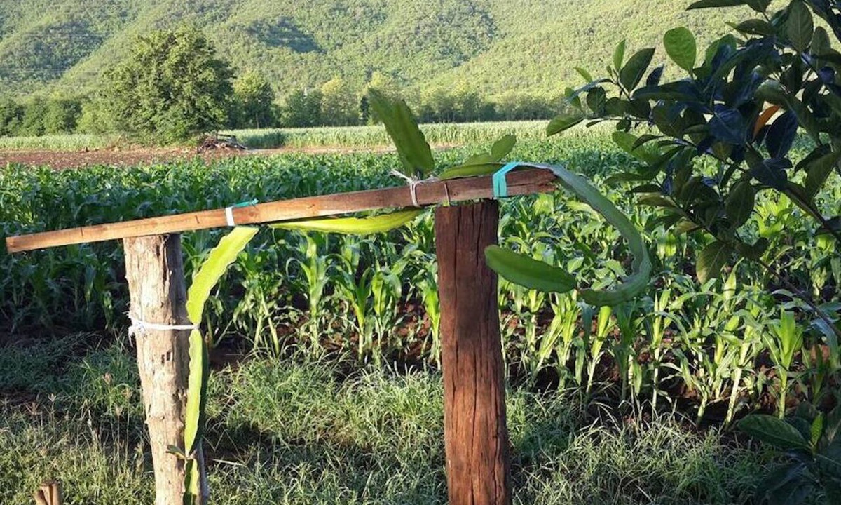 Kanchanaburi House | Chaleena Homestay