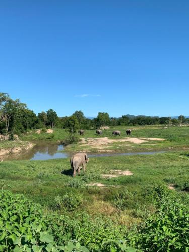 Tha Yang Resort | I love phants Lodge