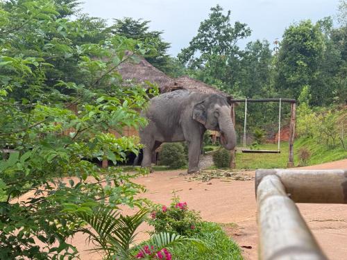 Mae Wang Bed & Breakfast | Lazy mango homestay
