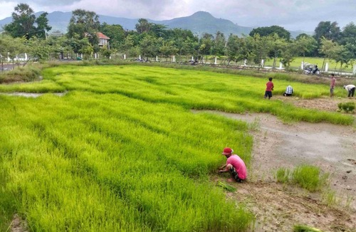 Kampot House | បក្សី Baksaei Retreat Ricefield Villas