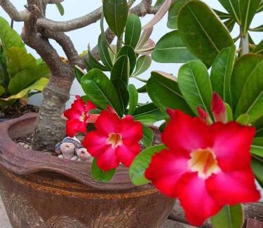 Rong Khe House | Baan Farang