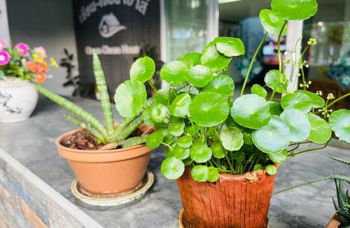 Chiang Rai Hostel | Chean-Chean House