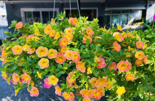 Chiang Rai Hostel | Chean-Chean House