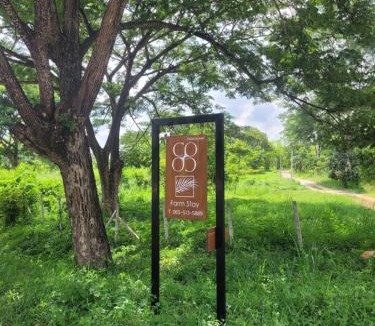 Ban Kluai House | Coco farm stay Suanphueng