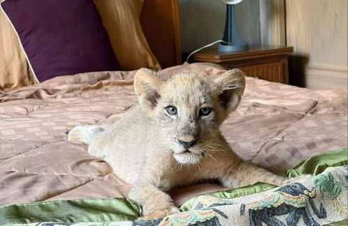 Ban Pong Bed & Breakfast | Lion Cafe Resort
