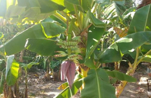 Krabi House | Meechok organic home