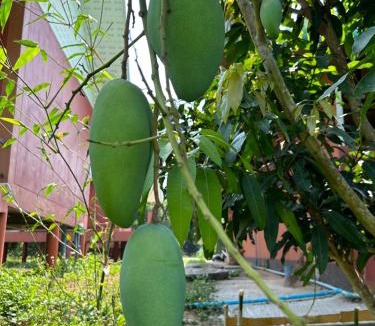Mae Taeng House | Northern Orchid คุ้มเอื้องเหนือรีสอร์ท