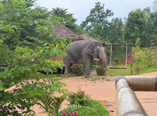 Lazy mango homestay