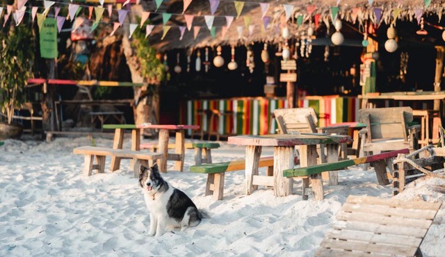 Rasta Baby Bar & Bungalows - Suitable for young travelers in Ko Phayam