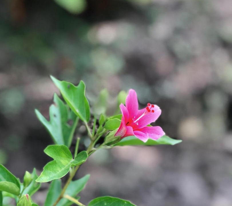 Suan Luang House | Baan Loylom Farmstay