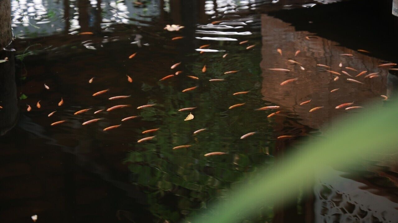 Photo of Outdoor in Su Thep