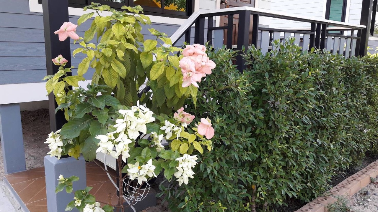 Photo of Outdoor in Thap Than