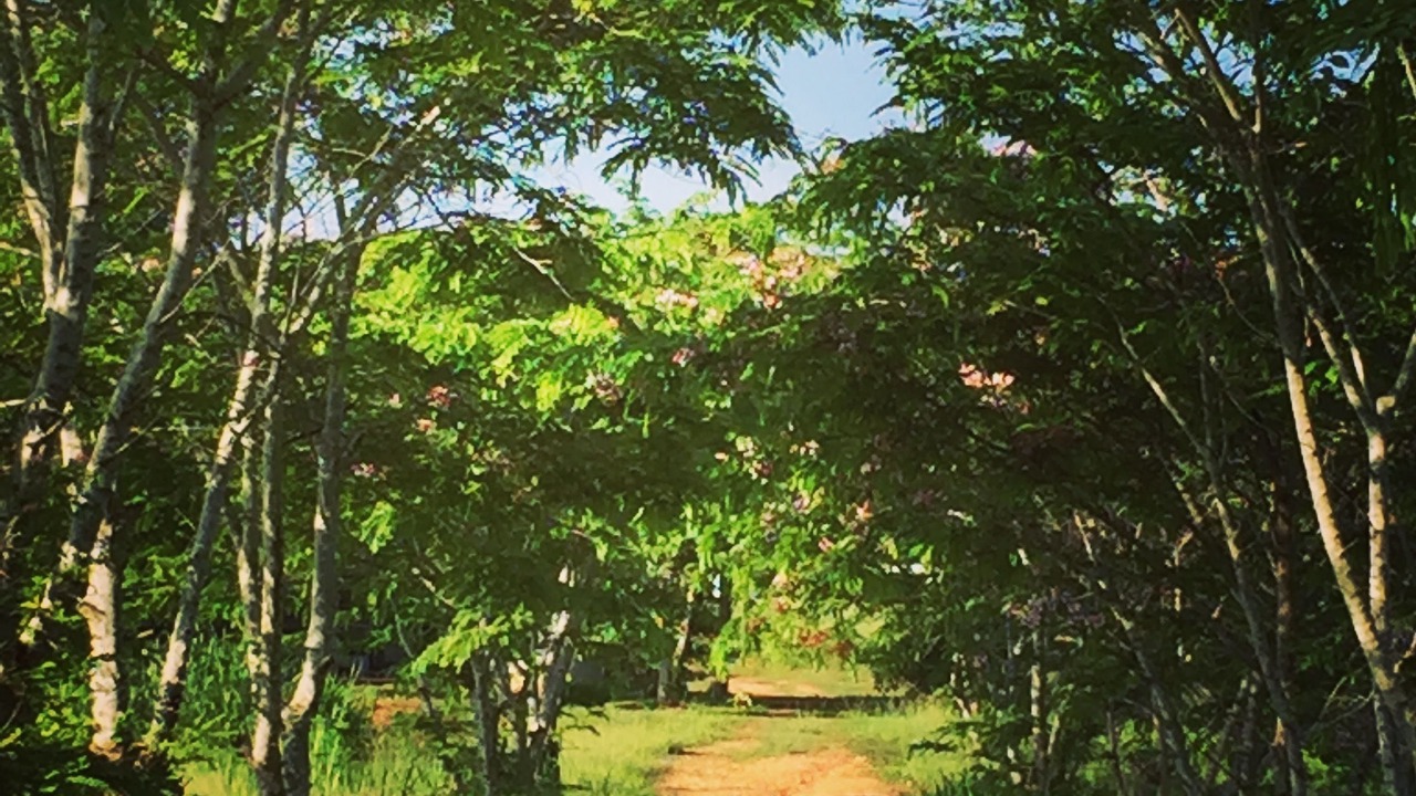 Photo of Outdoor in Pong Ta Long