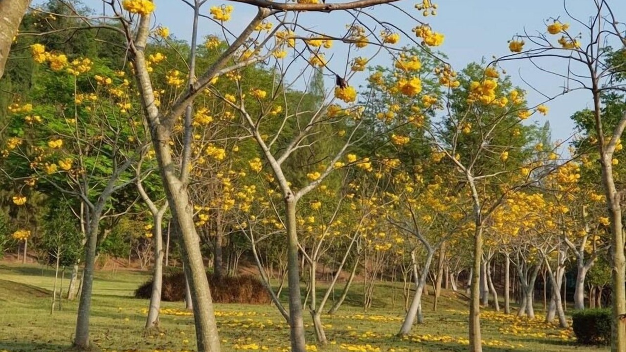 Photo of Others in Suan Phueng