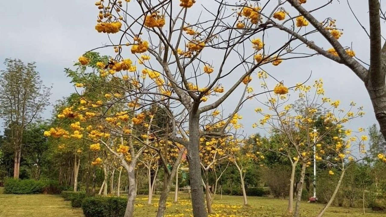 Photo of Others in Suan Phueng