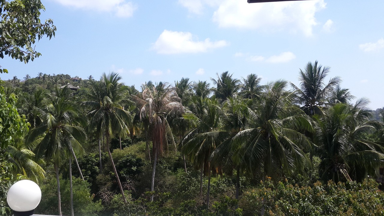 Photo of Others in Koh Tao
