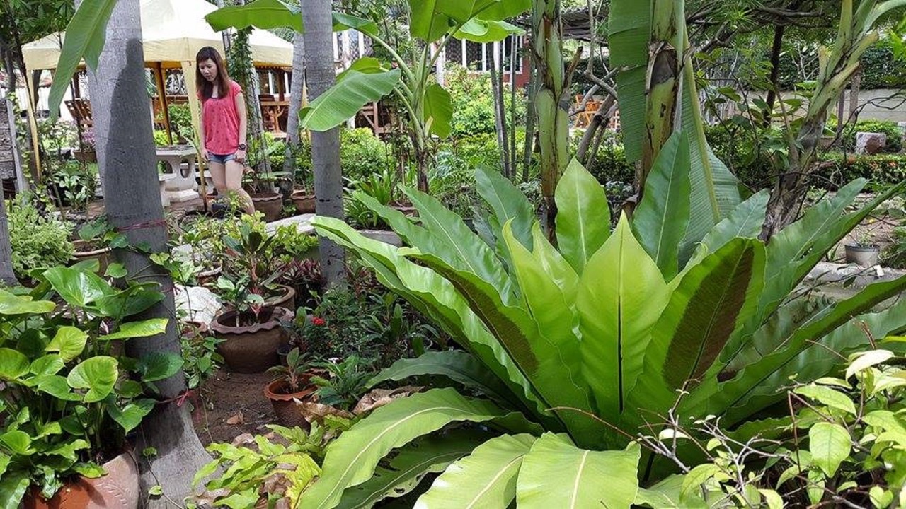 Photo of Outdoor in Sattahip