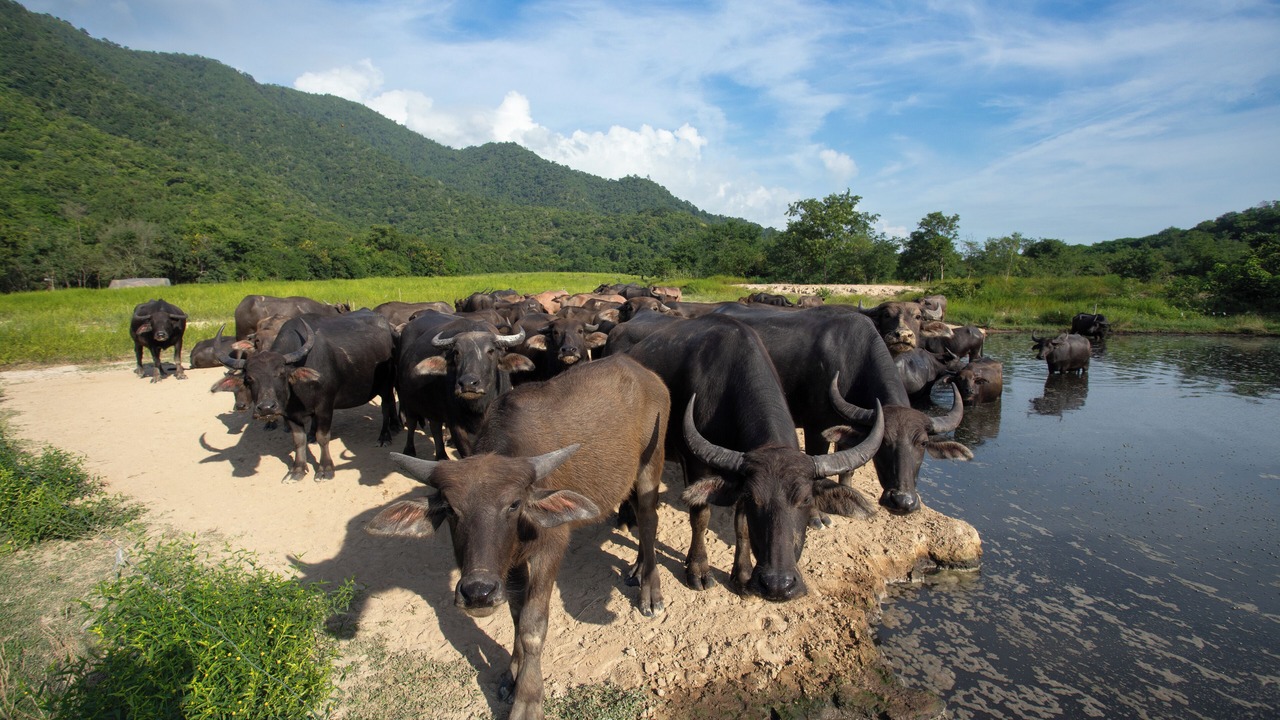 Photo of Outdoor in Krok Phra