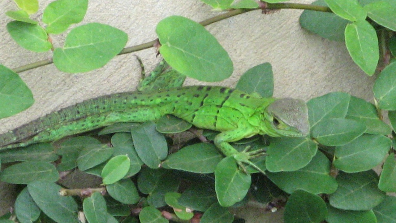 Photo of Outdoor in Masatepe