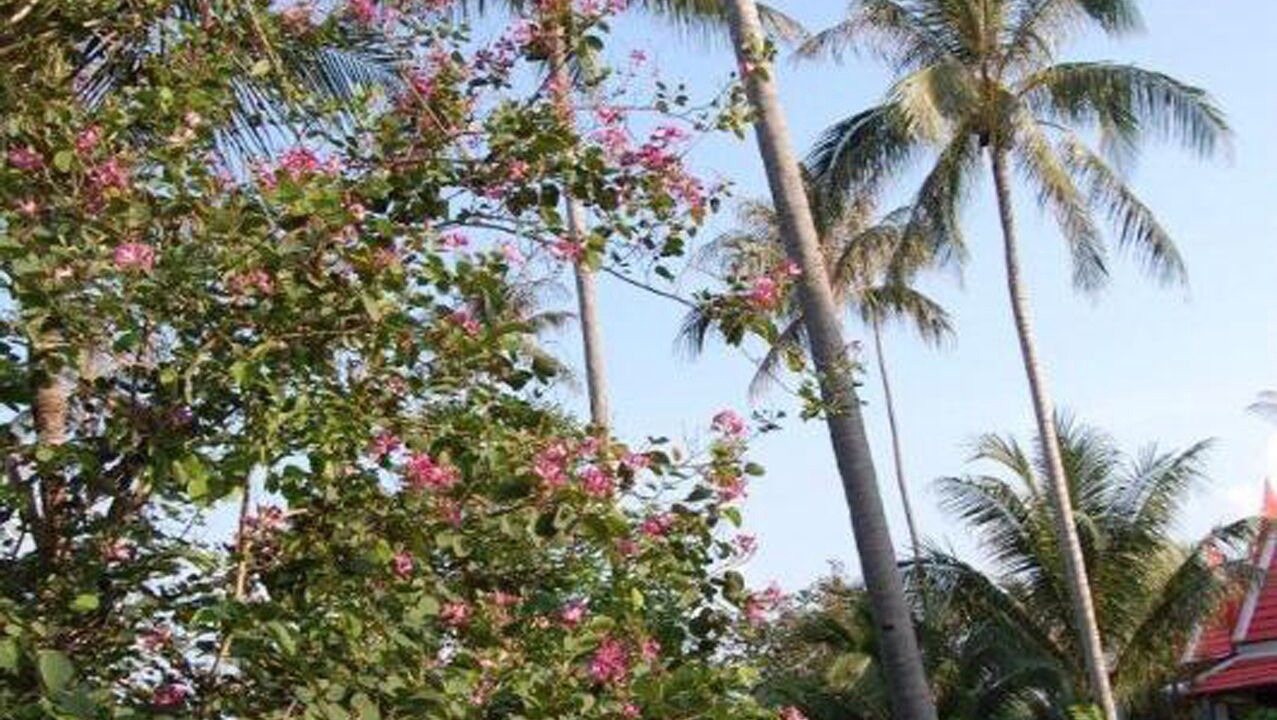 Photo of Outdoor in Bang Po