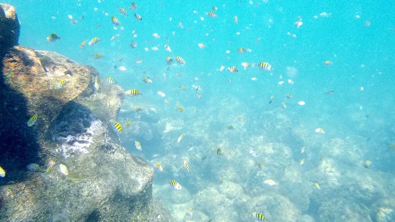 Photo of Others in Playa El Coco