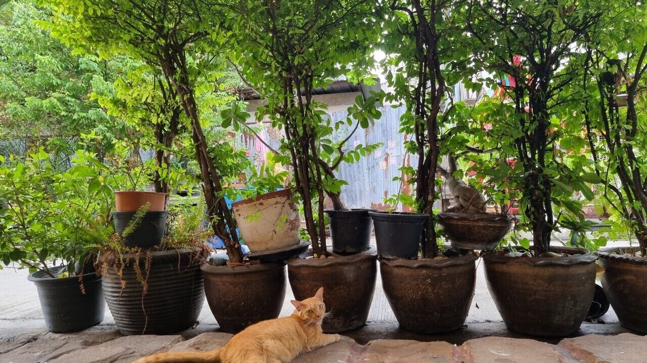 Photo of Outdoor in Anusawari