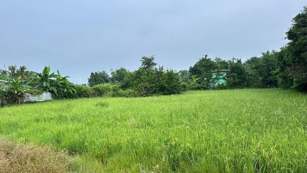 Photo of Others in Svay Pao