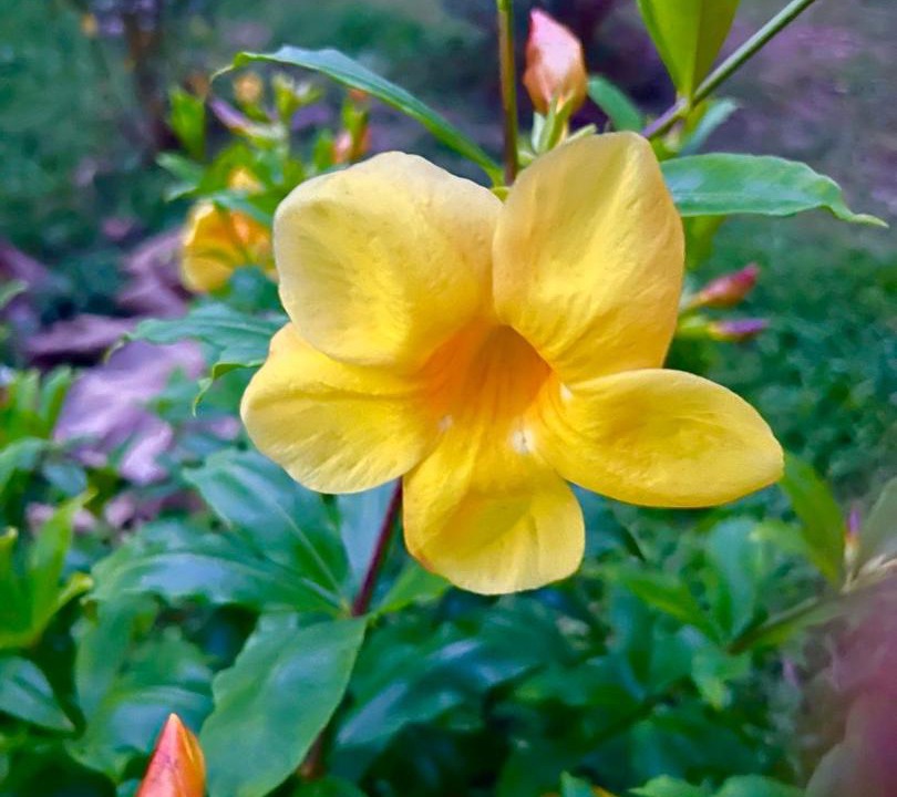 Photo of Outdoor in Phetchabun