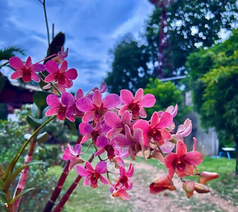 Photo of Others in Phetchabun