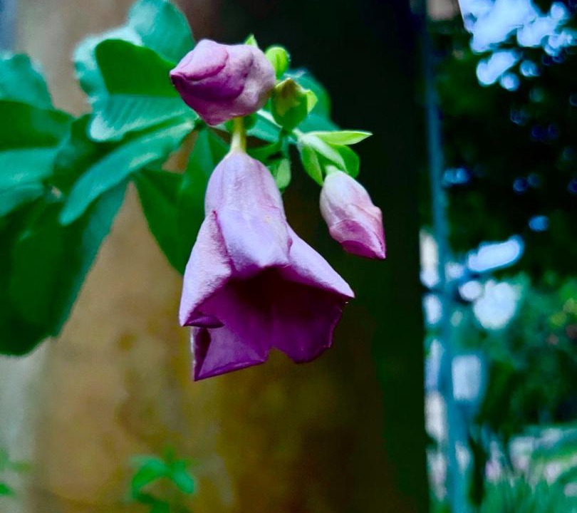 Photo of Outdoor in Phetchabun