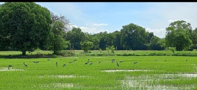 Photo of Others in Sao Hai