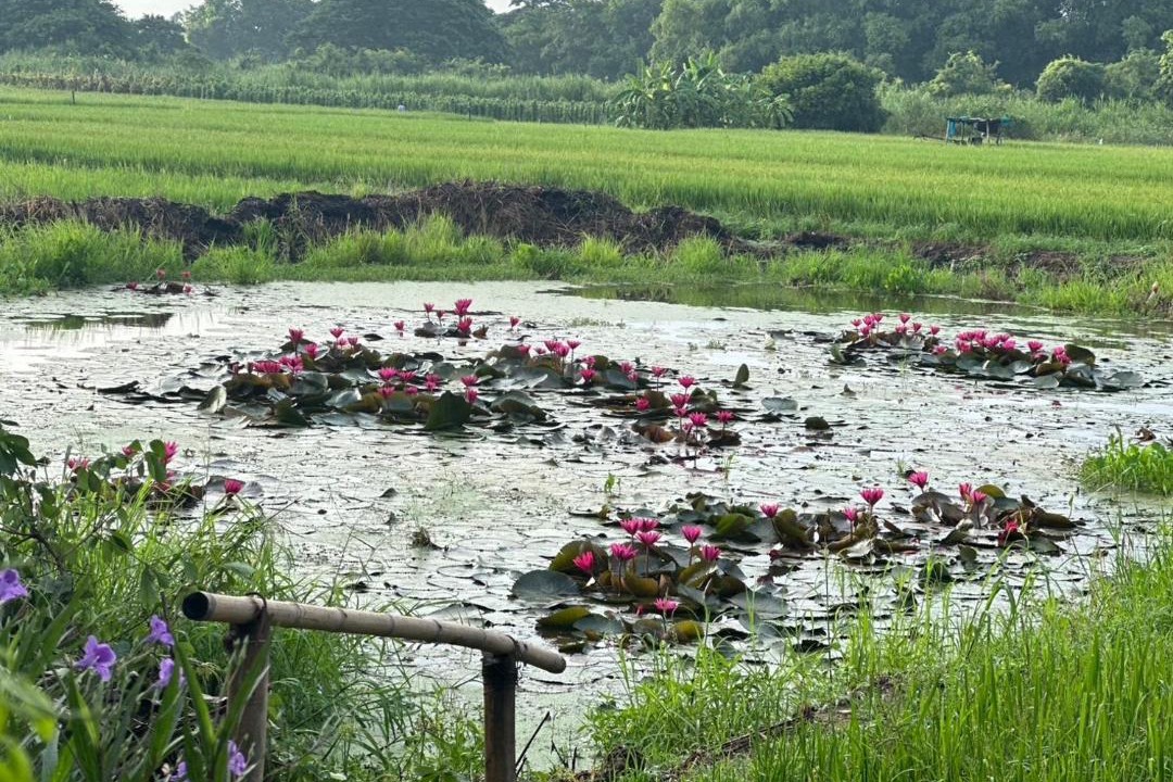 Photo of Others in Sakae Krang