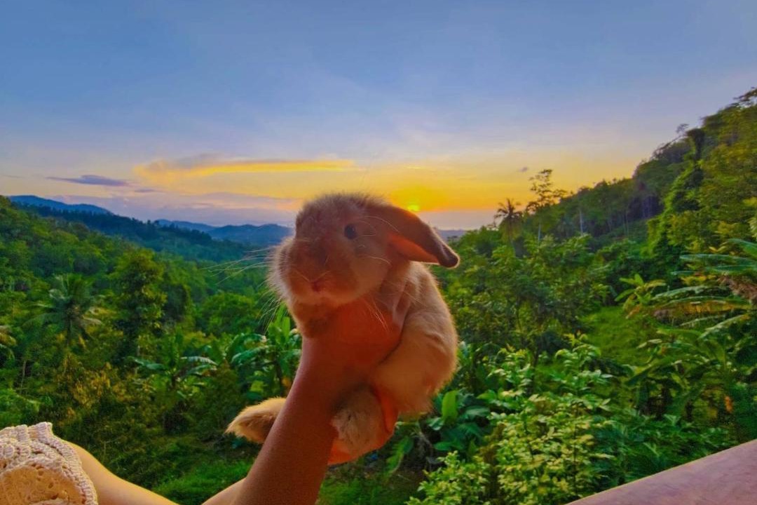 Photo of Others in Koh Samui