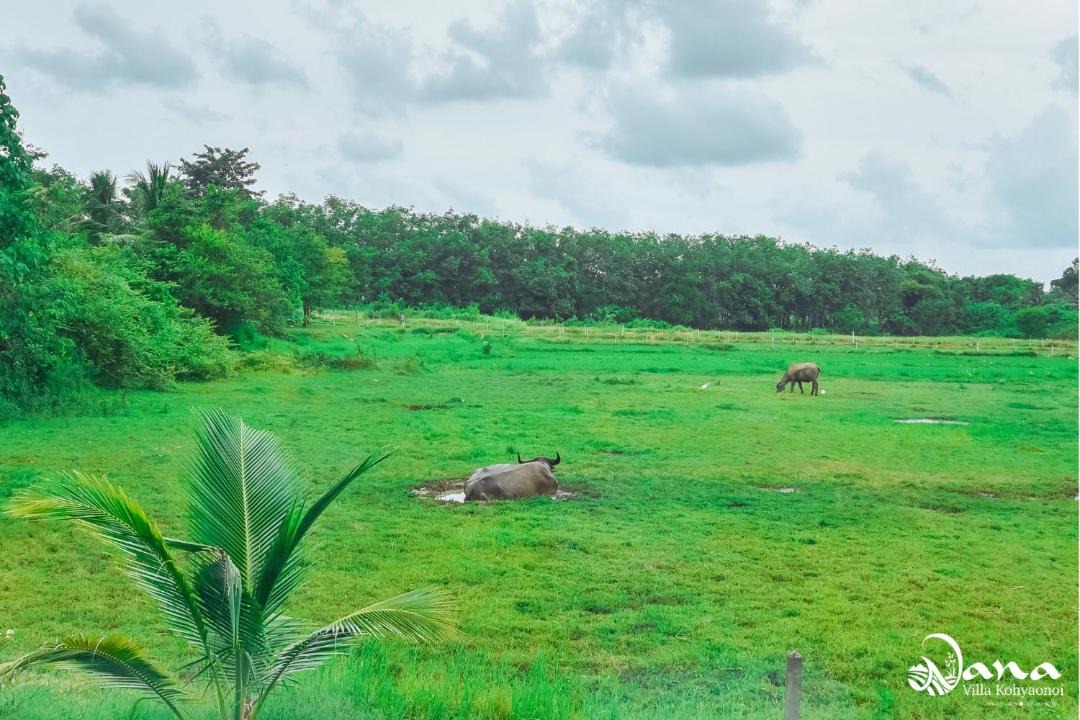 Photo of Others in Ko Yao