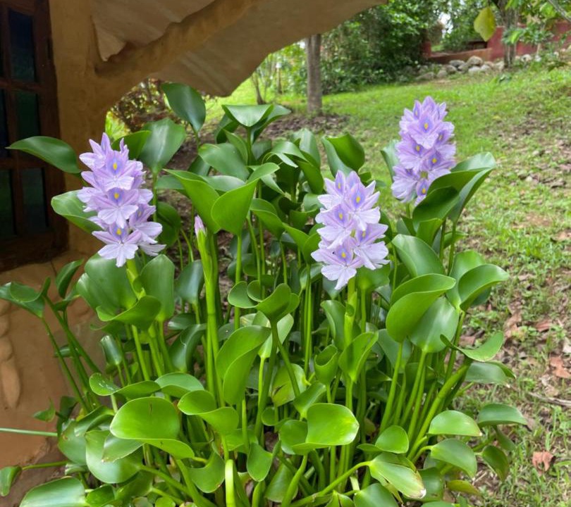 Photo of Others in Chiang Dao