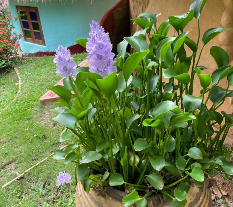 Photo of Others in Chiang Dao