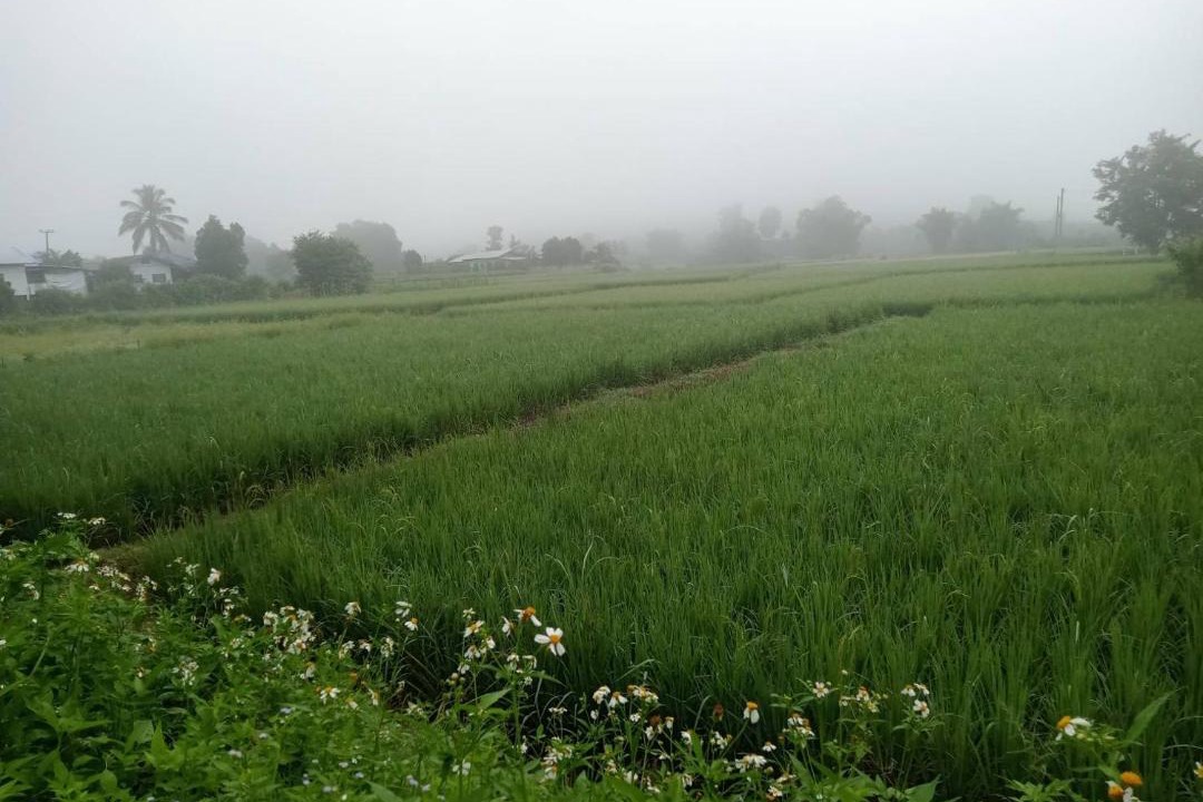 Photo of Others in Pua