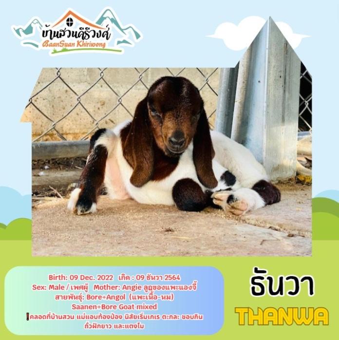Photo of Others in Khao Yoi