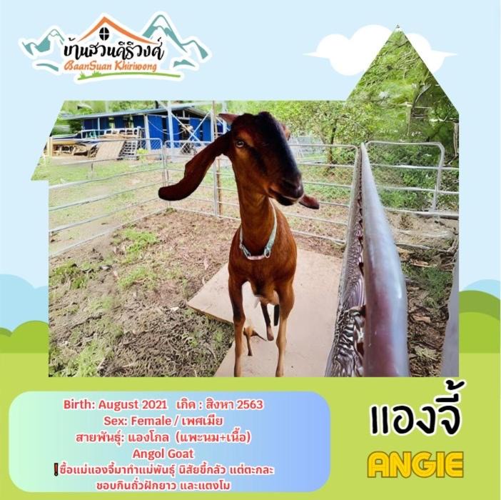 Photo of Others in Khao Yoi