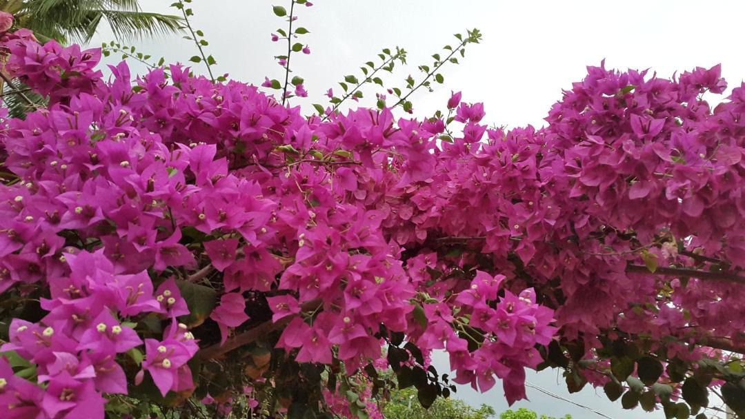 Photo of Others in Mittakpheap