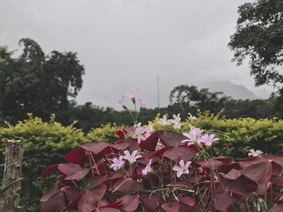 Photo of Others in Chiang Dao