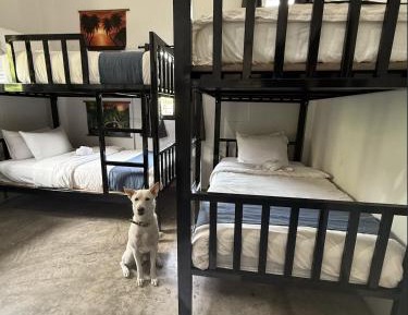 Bed in 4-Bed Mixed Dormitory Room