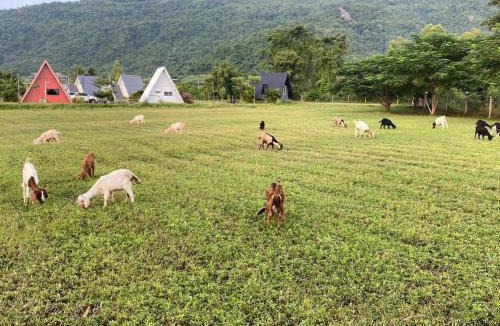 Noen Maprang Resort | The mountain deer view lodge & hashery