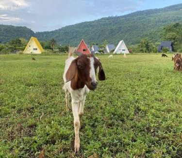 Noen Maprang Resort | The mountain deer view lodge & hashery