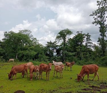 Ban Lung House | Hill land homestay& Tour