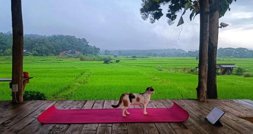 Mueang Pan Other | Kaewma farmstay
