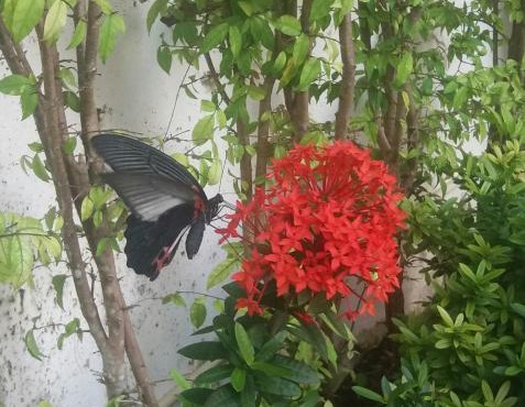 Green House Phuket in Ban Pa Khlok